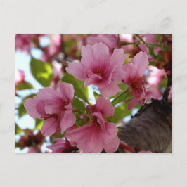 Cartão Postal Cartão-postal personalizado com belas flores de ce