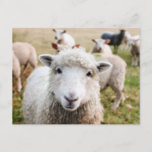 Cartão Postal Cartão-postal personalizado de ovelha em corte