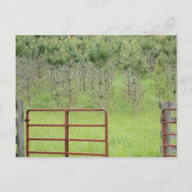 Cartão Postal Cartão-postal Personalizado Into the Pines (Frente)