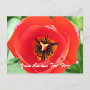 Cartão Postal Cartão-postal Personalizado para Macro Red Tulip