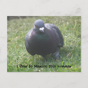 Cartão Postal Cartão-postal personalizado Pigeon