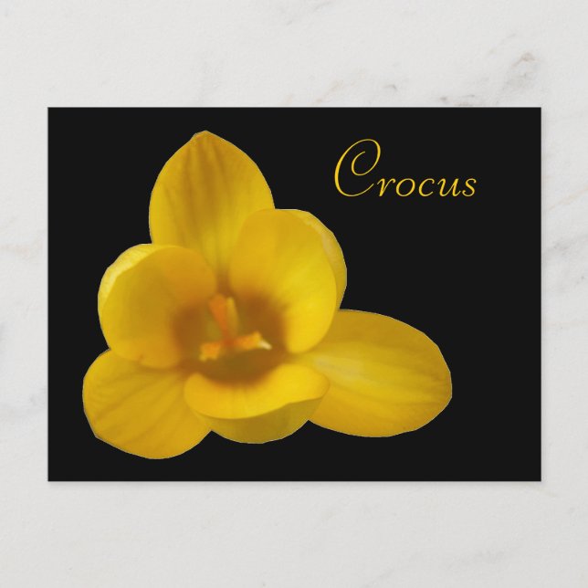 Cartão Postal Cartão-postal Personalizável Crocus Amarelo (Frente)
