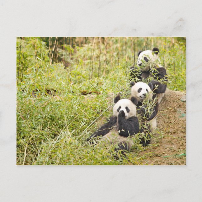 Cartão Postal Cartão-postal Personalizável para Três Cubos Panda (Frente)