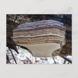 Cartão Postal Cartão-postal Phellinus igniarius Mushroom
