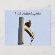 Cartão-postal Philadelphia Bald Eagle