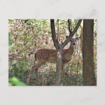 Cartão-postal Philly Whitetail Fawn