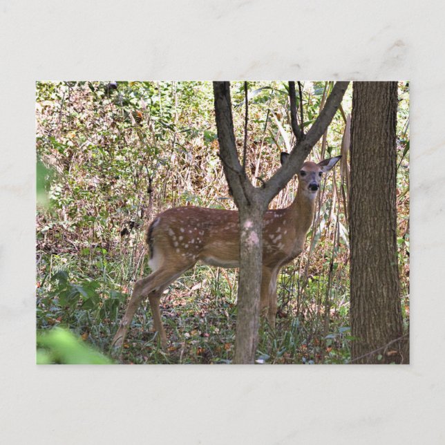 Cartão Postal Cartão-postal Philly Whitetail Fawn (Frente)