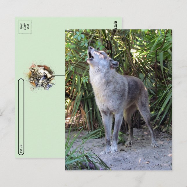 Cartão Postal Cartão-postal Pic de Howling Wolf (Frente/Verso)