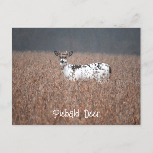 Cartão Postal Cartão-postal Piebald Deer