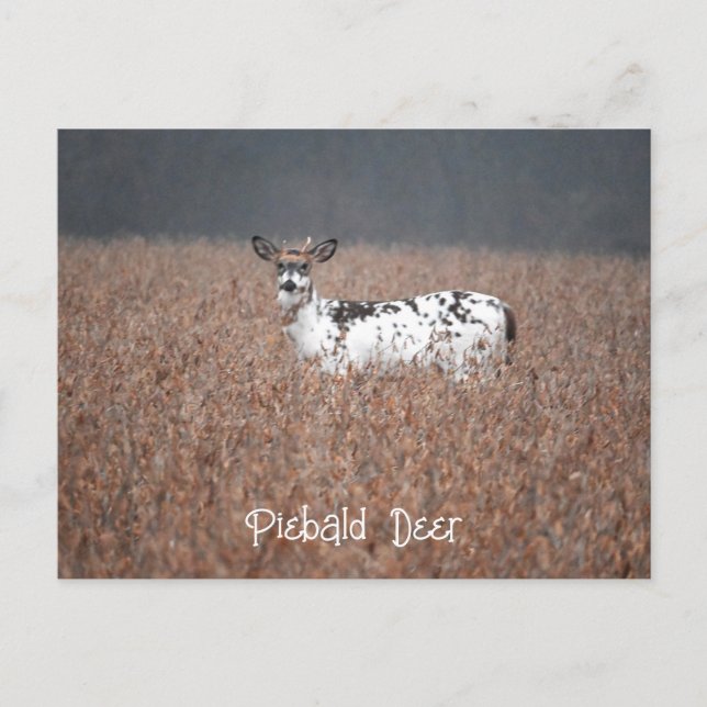 Cartão Postal Cartão-postal Piebald Deer (Frente)