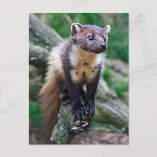 Cartão Postal Cartão-postal Pine Marten (Frente)
