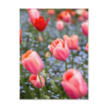 Cartão-postal Pink Amsterdam Springtime Tulips