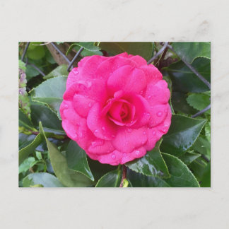 Cartão Postal Cartão-postal Pink Camellia Japonês