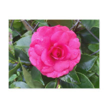 Cartão-postal Pink Camellia Japonês
