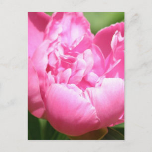 Cartão Postal Cartão-postal Pink Peony