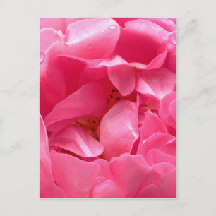 Cartão Postal Cartão-postal Pink Peony