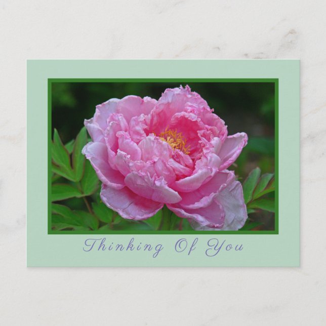 CARTÃO POSTAL, CARTÃO POSTAL "PINK PEONY/PENSANDO  (Frente)