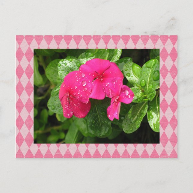Cartão Postal Cartão-postal Pink Periwinkle Argyle (Frente)