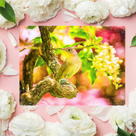 Cartão Postal Cartão-postal Pintado de Aves Wren