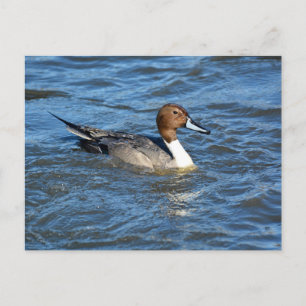 Cartão Postal Cartão-postal Pintail norte