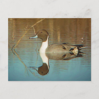 Cartão Postal Cartão-postal Pintail norte