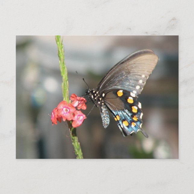 Cartão Postal Cartão-postal Pipevine (Frente)