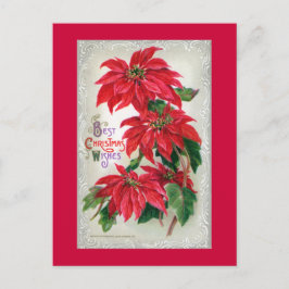 Cartão Postal Cartão-postal Poinsettias