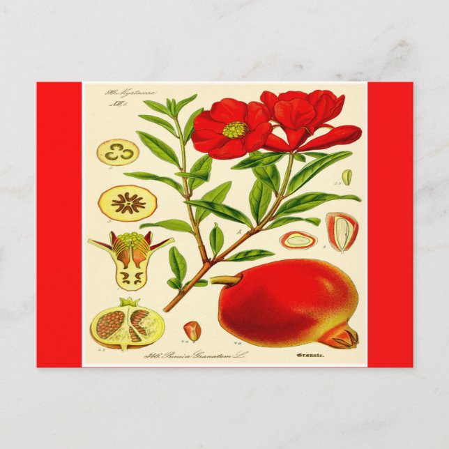 Cartão Postal Cartão-postal Pomegranato (Frente)
