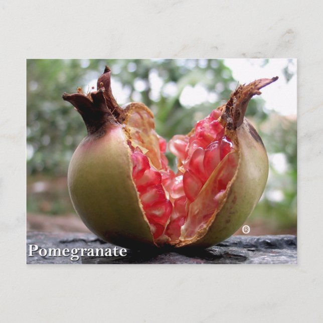 Cartão Postal Cartão-postal Pomegranato (Frente)