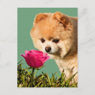 Cartão Postal Cartão-postal Pomerano e Rosa