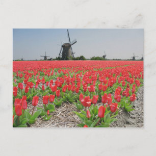Cartão Postal Cartão-postal Popart Windmills Red Tulips