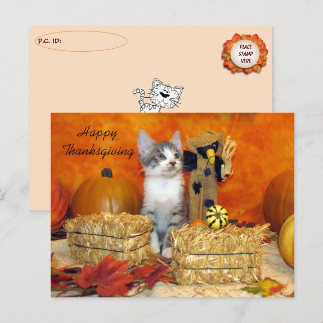 Cartão Postal Cartão-postal Porkchop Cat / Cartão-postal Kitten (Frente/Verso)