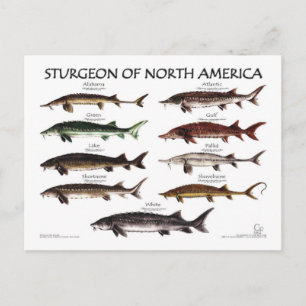 Cartão Postal Cartão-postal Poster branco-Sturgeon-americano
