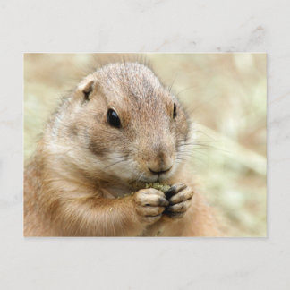 Cartão Postal Cartão-postal Prairiedog