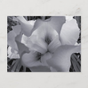 Cartão Postal Cartão-postal preto e branco Iris