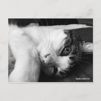 Cartão Postal Cartão-postal preto e branco simples