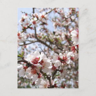Cartão Postal Cartão-postal primavera Blossom
