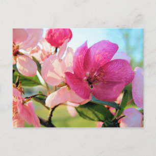 Cartão Postal Cartão-postal Primavera cor-de-rosa