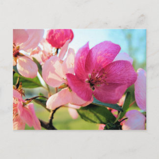 Cartão Postal Cartão-postal Primavera cor-de-rosa