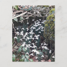 Cartão Postal Cartão-postal primavera Snowdrops