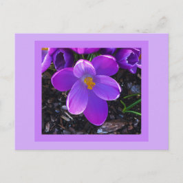 Cartão Postal Cartão-postal Primavera Tulip