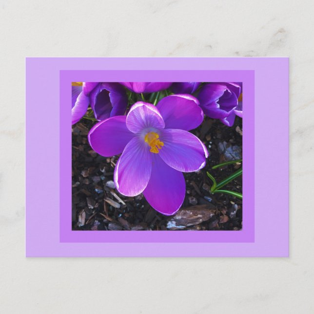 Cartão Postal Cartão-postal Primavera Tulip (Frente)