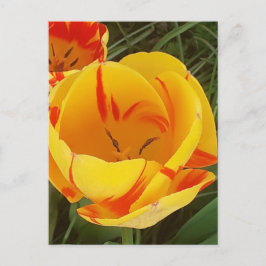 Cartão Postal Cartão-postal primavera Tulips