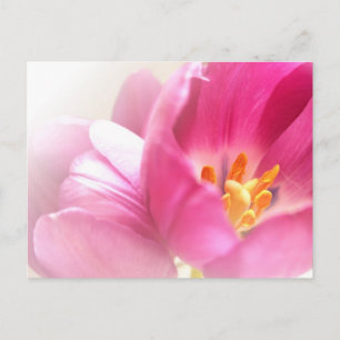 Cartão Postal Cartão-postal primavera Tulips