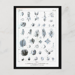 Cartão Postal Cartão-postal-Produtos Botânicos-Quadro Botânic