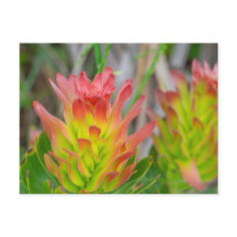 Cartão-postal - Protea de Kirstenbosch