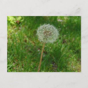 Cartão Postal Cartão-postal 'Puff' de Seed Dandelion