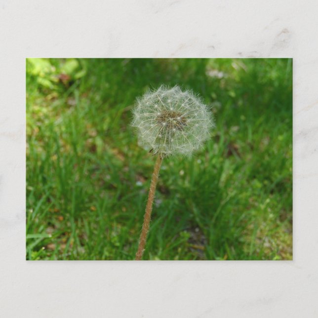 Cartão Postal Cartão-postal 'Puff' de Seed Dandelion (Frente)