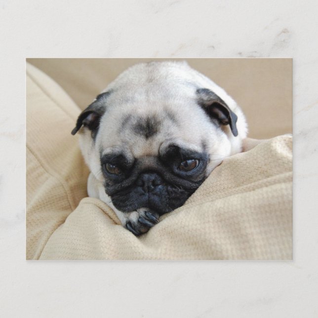 Cartão Postal Cartão-postal Pug (Frente)