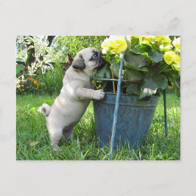 Cartão Postal Cartão-postal Pug and Flowers (Frente)